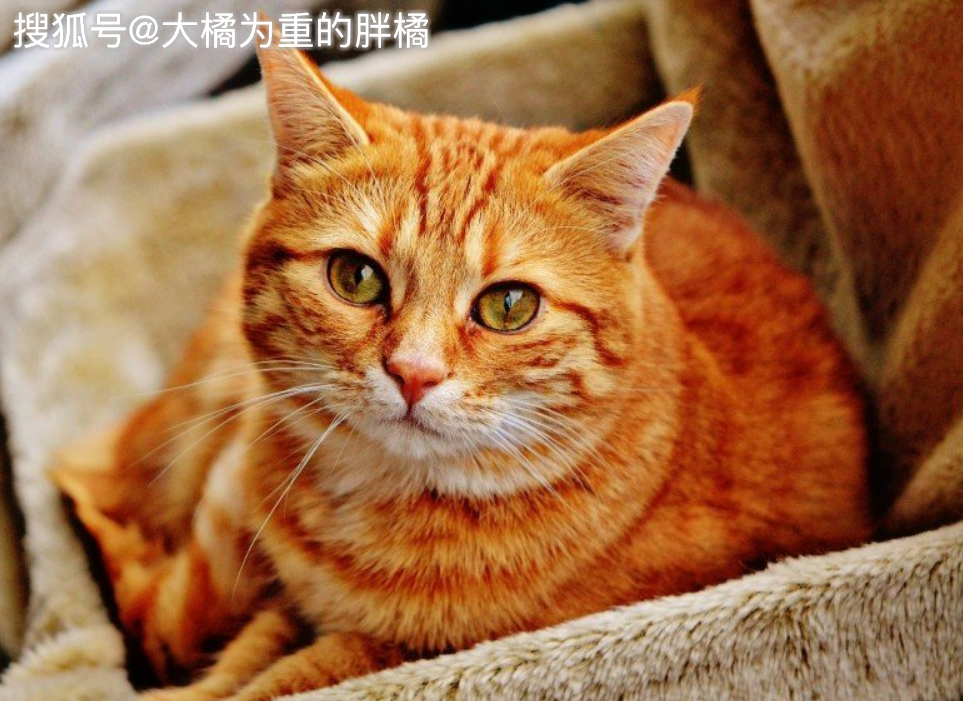 王中王必中一肖四不像图——探寻神秘图腾背后的故事,神秘图腾背后的故事,王中王必中一肖四不像图探秘