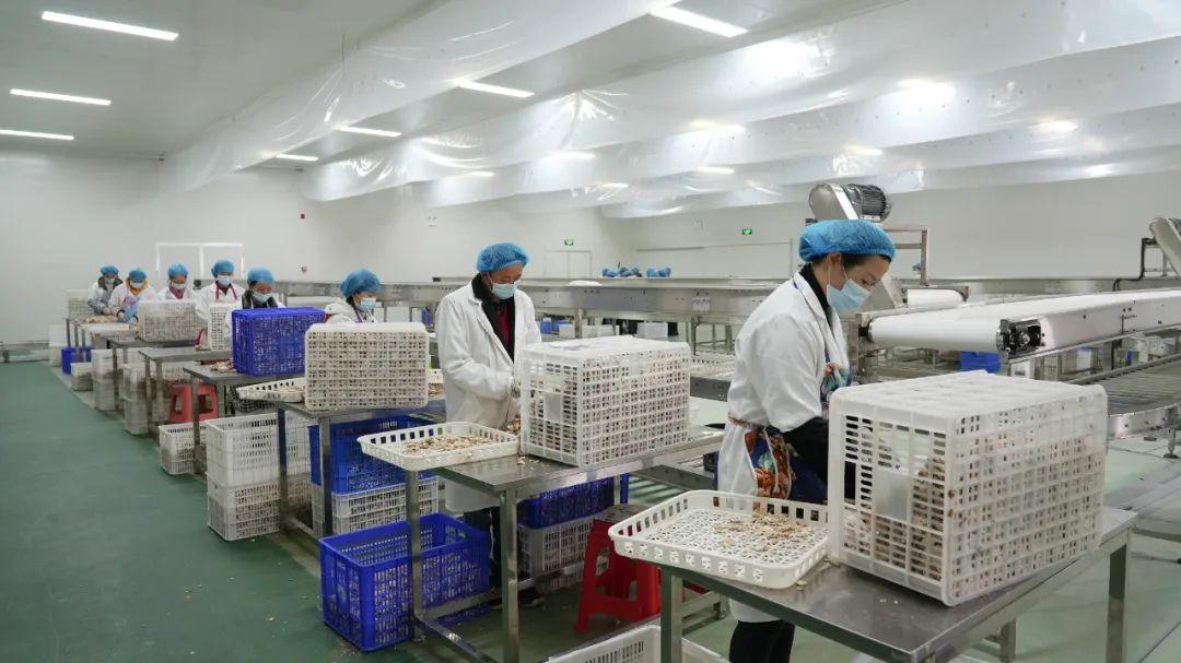 集团菌，一种不容忽视的微生物，集团菌，不容忽视的微生物探究