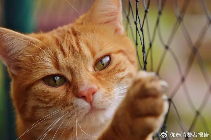 鼎盛军事论坛中的吃薄荷的猫，探索与发现，鼎盛军事论坛中的探索者，吃薄荷的猫与发现之旅