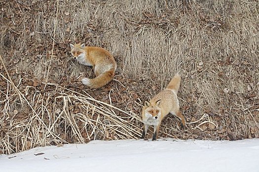 今天发生的重大新闻与红狐大结局一览，红狐大结局揭秘，今日重大新闻全览